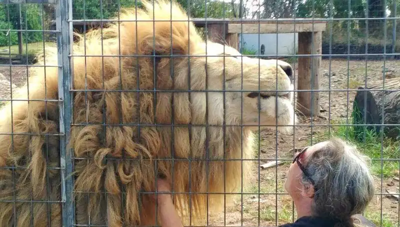 Avustralya'da Aslan Saldırısı: Kafes İçindeki Kadın Hayatını Kaybetti mi?