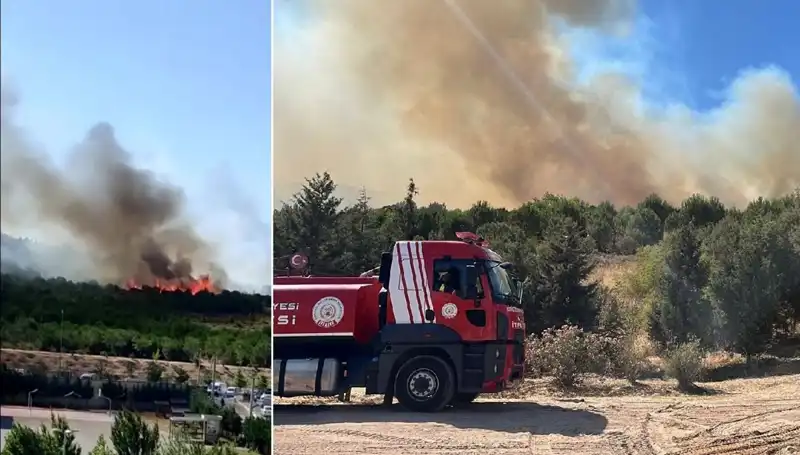 Gebze’deki Orman Yangını: Doğa ve Hayat Tehlikede!