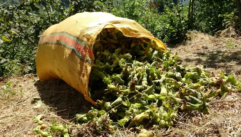 Giresun’da Fındık Hasadı Başladı: Verim ve Kalite Beklentileri Yüksek