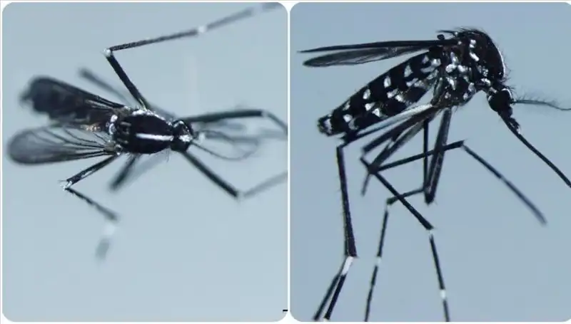 Chikungunya Virüsü Hakkında Bilmeniz Gereken Her Şey ve Etkilediği Ülkeler