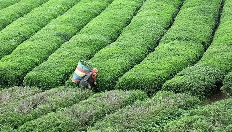 ÇAYKUR’un Bayram Planı: Yaş Çay Alımına Devam Ediyor!
