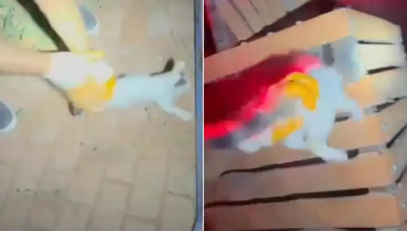 Gece Yarısı Stres: İtfaiye Ekipleri Kediyi Böyle Kurtardı!