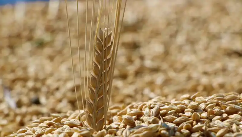 TMO 2025 Buğday Satış Fiyatları: Arpa ve Yulafda Son Durum Nedir?
