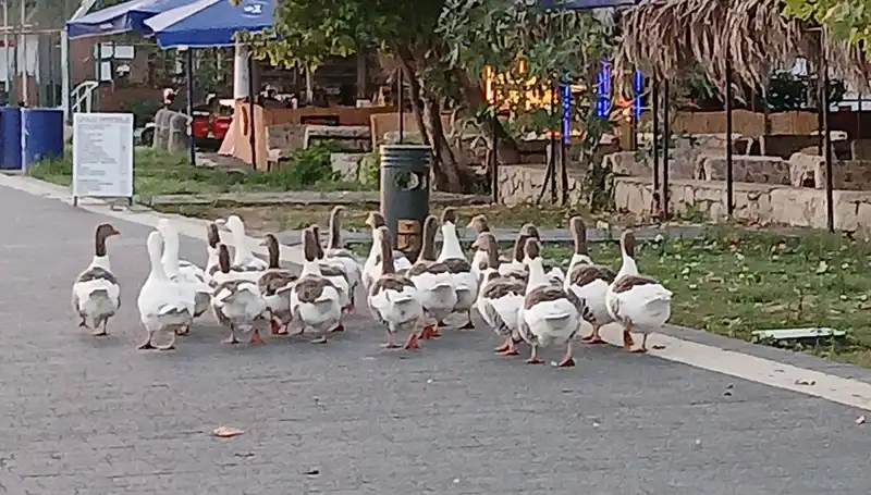 Denizde Yüzdükten Sonra Kümese Konulan Kazların Ölümleri Gizemini Koruyor