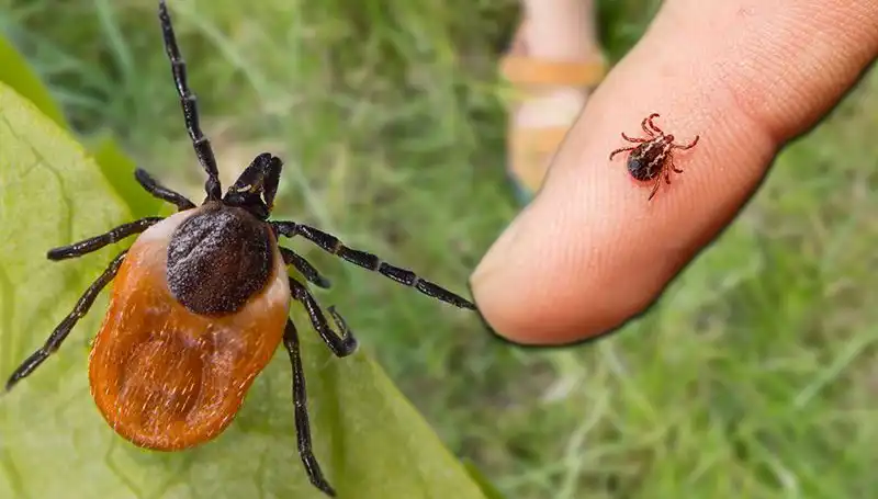 Kene Isırması Riskine Dikkat: Önlem Almanın Önemi ve Yapılması Gerekenler