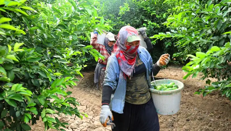 Markette Fiyatlar Yükseliyor: Kilo 150 Lirayı Aştı, Yeni Hasat İle Düşüş Bekleniyor