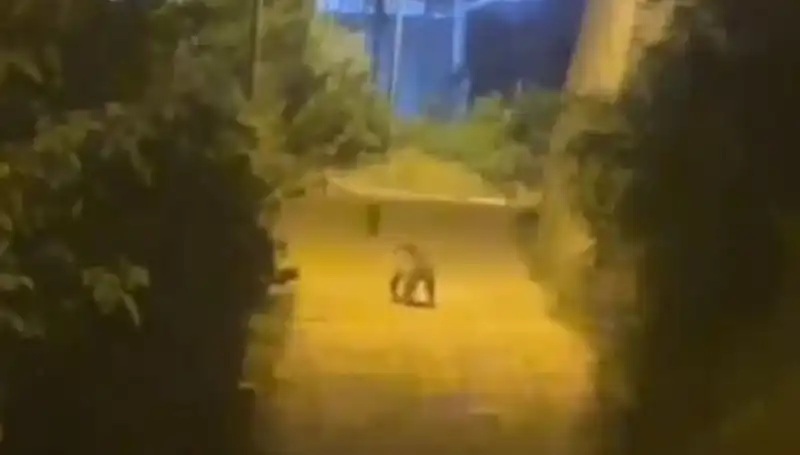 Gümüşhane'de Şehir Merkezine İnen Ayının Gizemi Çözülüyor