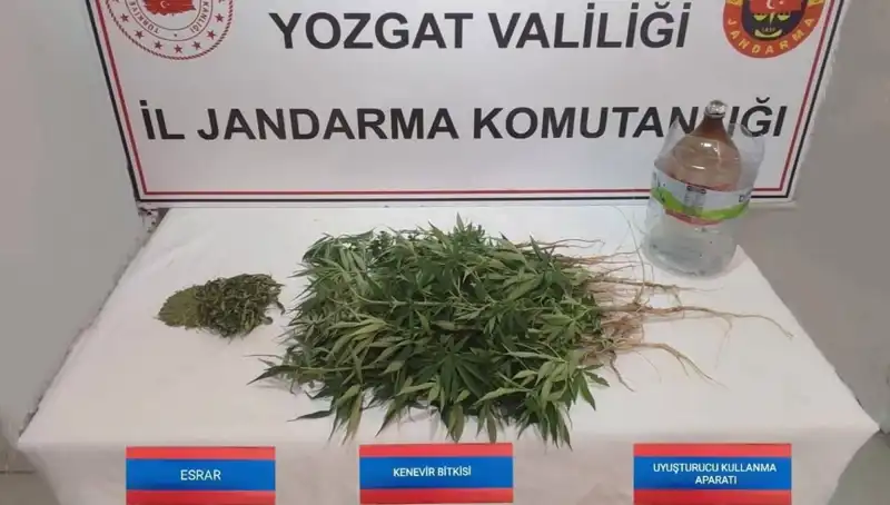 Yozgat’ta Gizli Kenevir Operasyonu: 40 Kök Ele Geçirildi