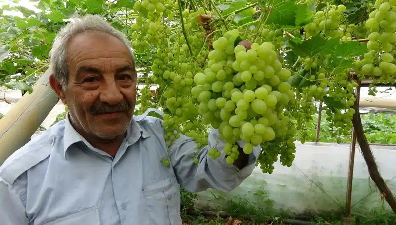 Zirai Don Olayı Meyve Fiyatlarını Patlatıyor: İlk Satışlar 250 TL’yi Geçti!