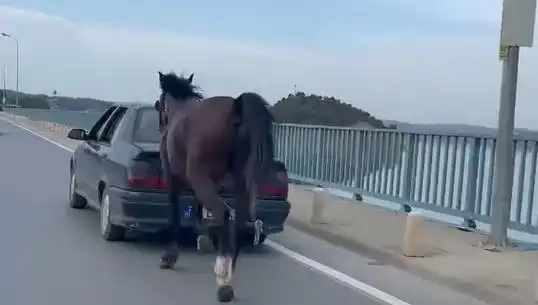 Adana'da Ata Eziyet Eden Kişiye Şok Tutuklama Gerçekleşti