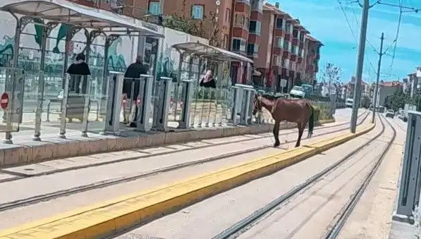Eskişehir Tramvay Raylarında Başına Gelen Belli Olmayan Olay: Başıboş At!