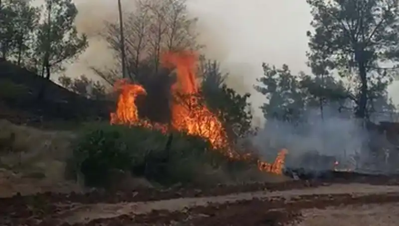 Denizli’deki Orman Yangını, 7 Hektarlık Alanı Kül Etti