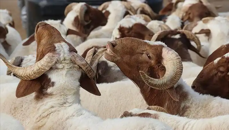 Akika Kurbanı Nedir? Kesimi ve Tüketimi Hakkında Her Şey