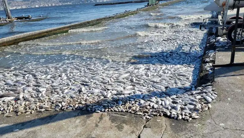 İzmir Körfezi'nde Doğa Dostu Projelerle Temiz Bir Gelecek