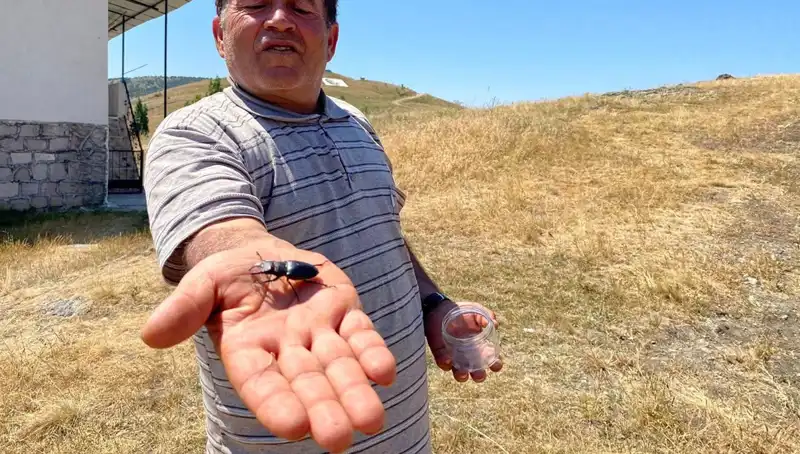 Sivas'ta Görülen Böceği Öldürmenin Cezası 557 Bin TL!