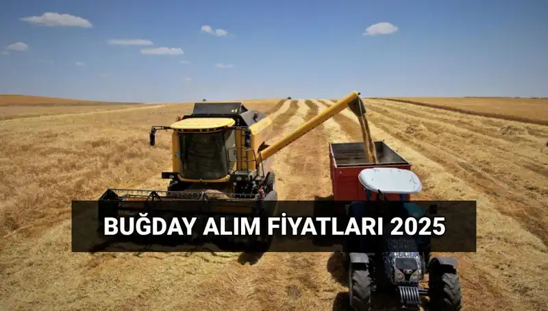 2025 Buğday Alım Fiyatları Açıklandı! TMO Ücretleri Ne Zaman Yatacak?