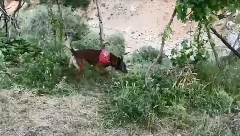 Dere Kenarındaki Esrarın Peşinde: Dedektör Köpek Önemli İpuçları Buldu