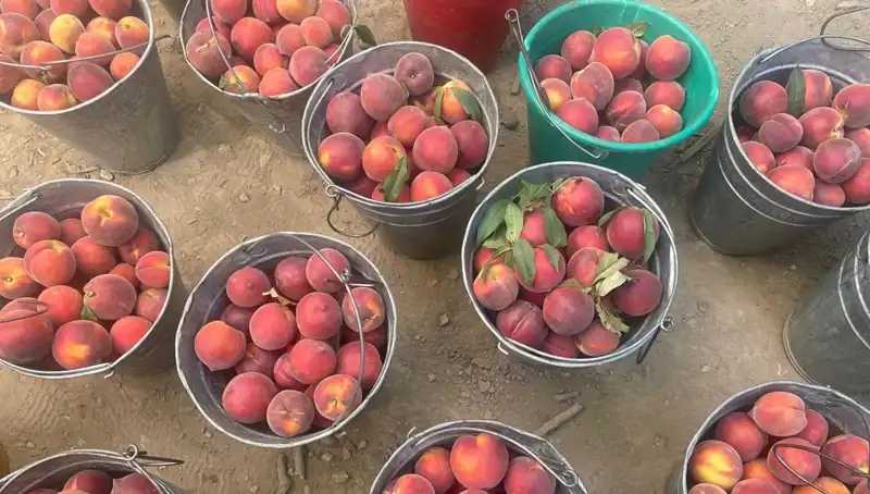 Hasat Zamanı: Çiftçiler 100 Lirayı Görerek Heyecanlandı!