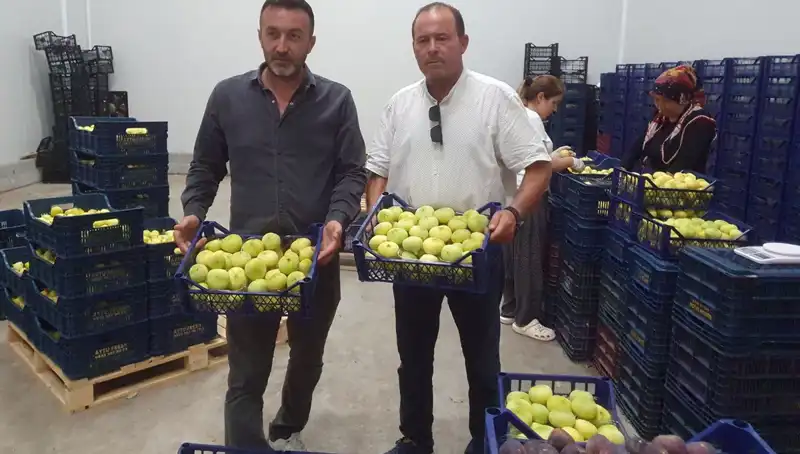 Mersinli Çiftçiler, Domates İhracatıyla Yüzlerini Güldürüyor