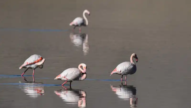 Kuş Cenneti Kuraklıkla Sarsılıyor: Flamingo Sayısındaki Düşüş Endişelendiriyor