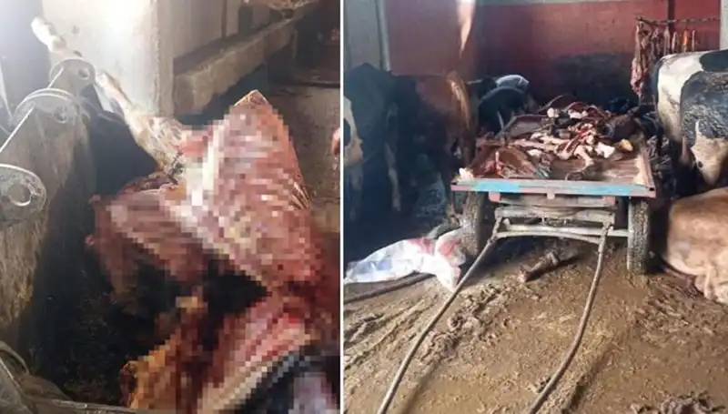Adana'da 2,5 Ton At Eti Ele Geçirildi! Kurtarılan Atlar İse Şaşkına Çeviriyor