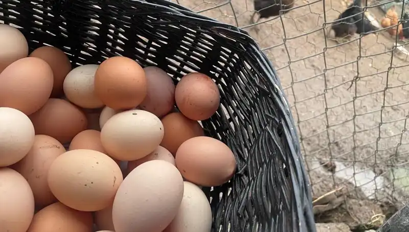 Okulların Açılmasıyla Ucuz Protein Fırsatı: Mayıs Çukuru Nasıl Geçilebilir?