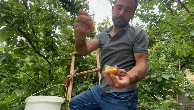 Tadı Damağınızda Kalan Lezzet: 50 TL ile 70 TL Arasına Alıcı Buluyor!