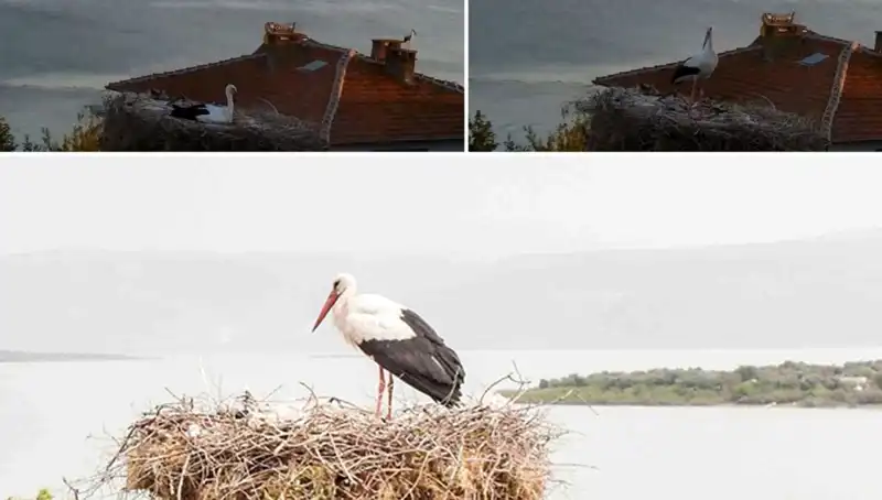 Yaren Leylek Depremi Hissediyor: Doğanın Sırrını Açıklıyoruz!