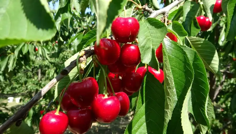 Çay Hasadı Başladı: Çay Bardağında Tarihi Bir Dönüşüm
