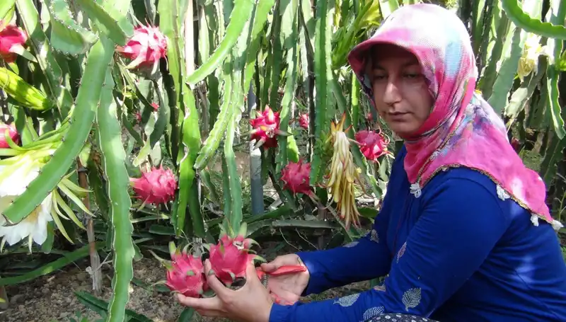 Emekli Olduktan Sonra Pitaya Üretimine Adım Attı: Kilosu 200 TL!