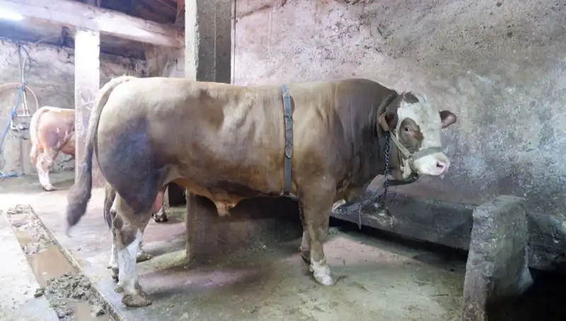 1 Ton 200 Kilo Eşsiz Ürün Sonunda Alıcısını Buldu!