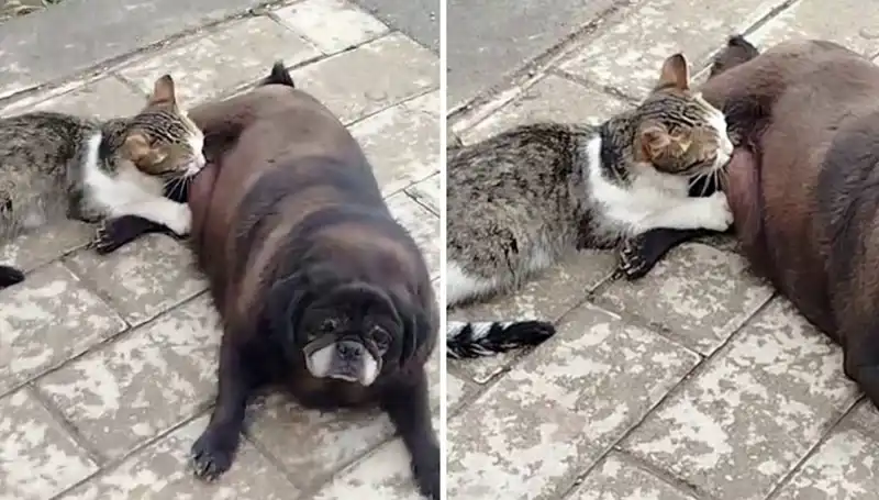 Erzurum Sokaklarında Hayret Veren An: Köpek Kediyi Emziriyor!