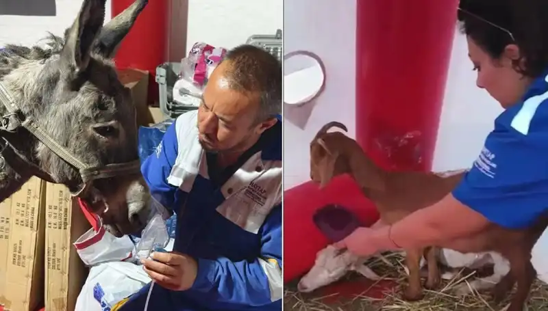 Yangın Faciasında Eşeklere Oksijen Maskesi ile Şifa Arayışı