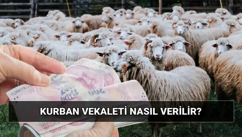 Vekaletle Kurban Kesimi: 2025 İçin Neler Gerekli ve Bedel Hesaplaması