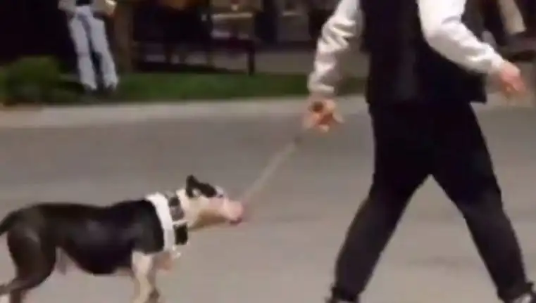 Ağızlıksız Pitbull, Diğer Köpekleri Saldırdı: Sahibi Cezalandırıldı