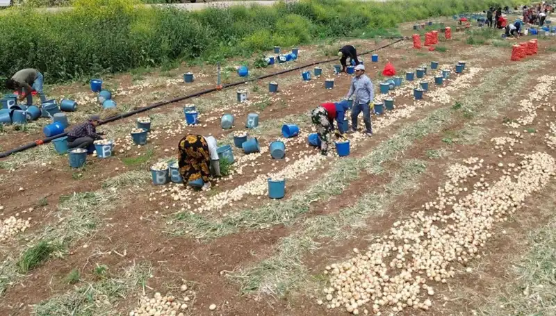 Soğan Hasadı Başladı: Fiyatlar Düşerken Pazarın Renkleri Değişiyor!