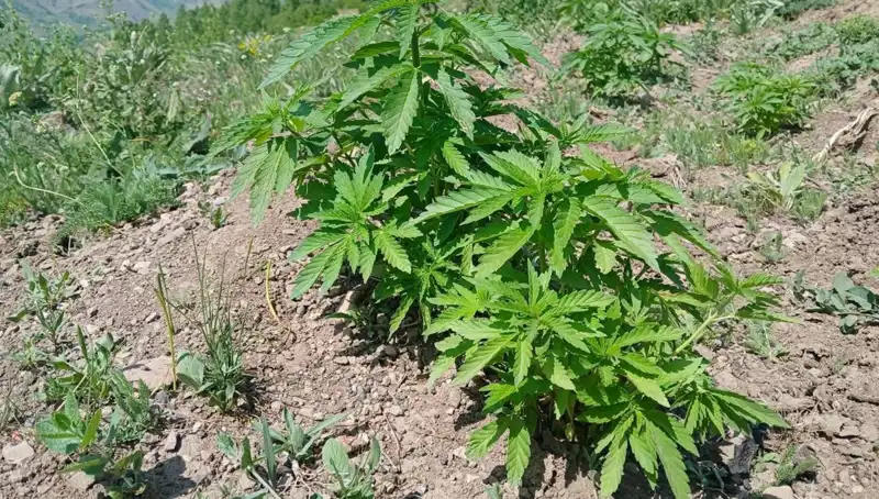 Bingöl'de Kenevir ve Kaçak Tütün Operasyonu: Detaylar ve Sonuçlar
