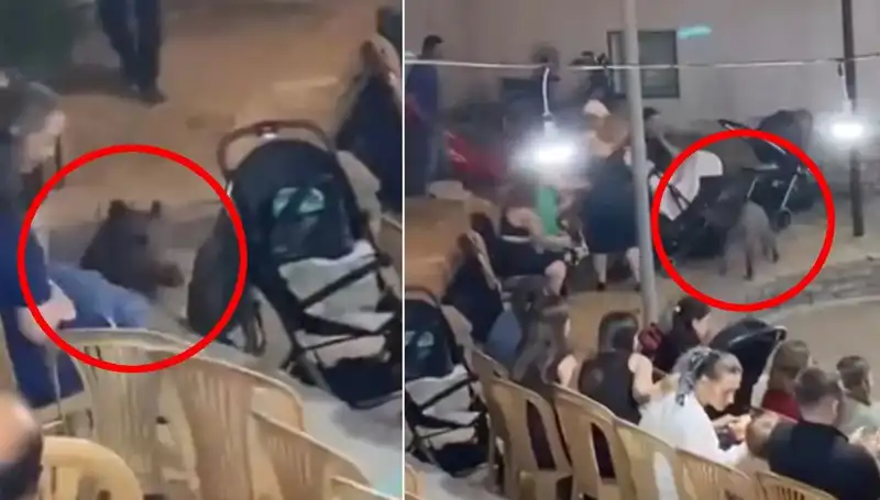 Düğün Eğlencesini Yarıda Kesip Kaçan Domuzun Hikayesi