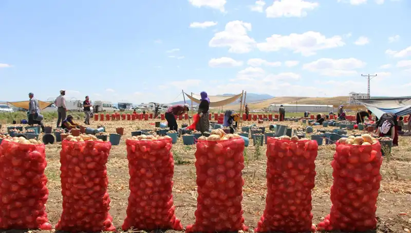 Amasya Elması Avrupa ve Rusya Pazarlarında: "Elma Kadar Tatlı" Lezzet