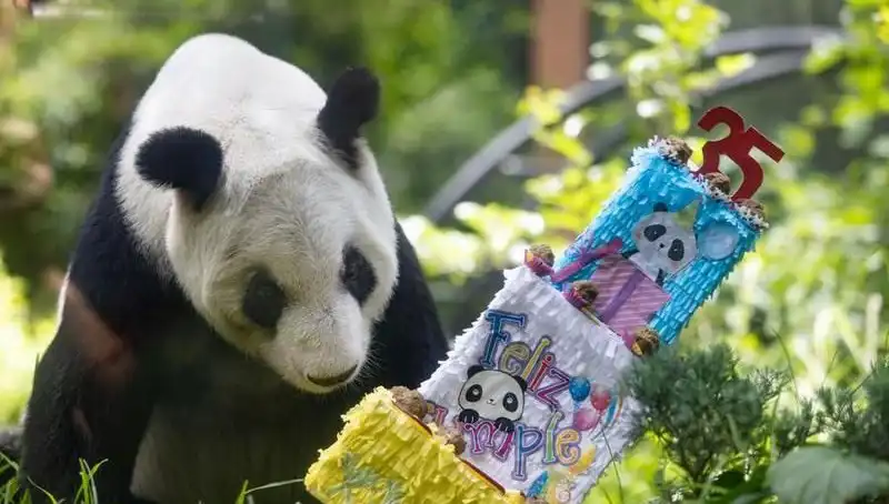 Dev Panda Xin Xin 35. Yaşında Kutlama Töreniyle Gündemde